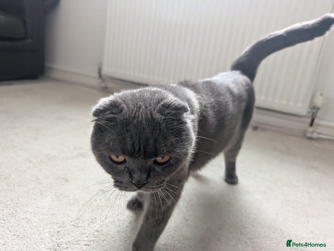 Scottish Fold cats for sale: Scottish Fold Cat Looking for a Loving Home - Image 2