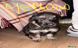 German Shepherd dogs for sale: 🐾 Beautiful German Shepherds 🐾 - Image 7