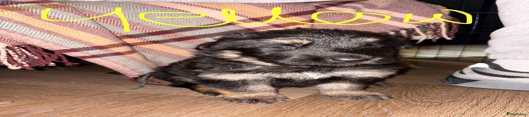 German Shepherd Puppy 4