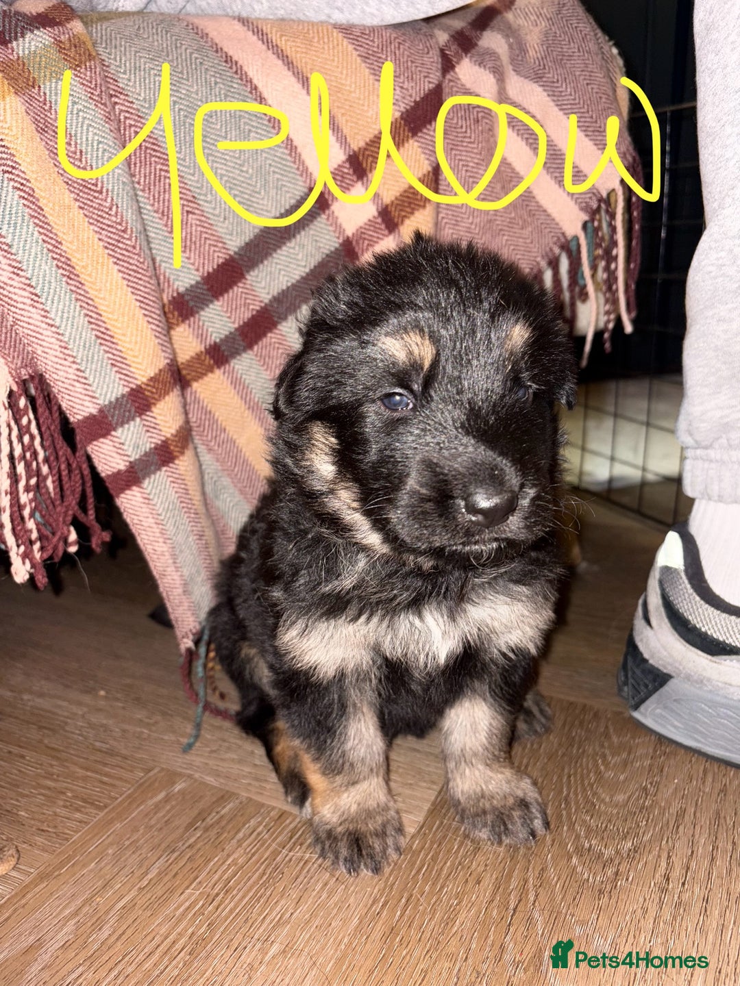 German Shepherd dogs for sale: 🐾 Beautiful German Shepherds 🐾 - Image 7