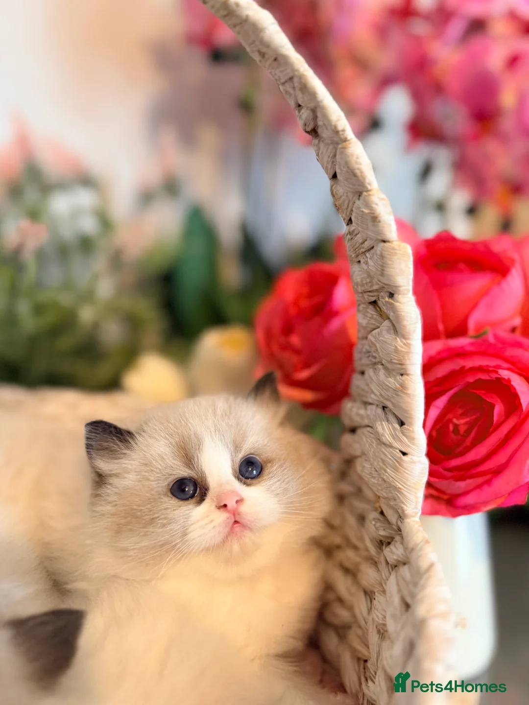 Ragdoll cats for sale: 🩷✨🏅GRAND CHAMP LINE TOP QUALITY RAGDOLLS - Advert 16