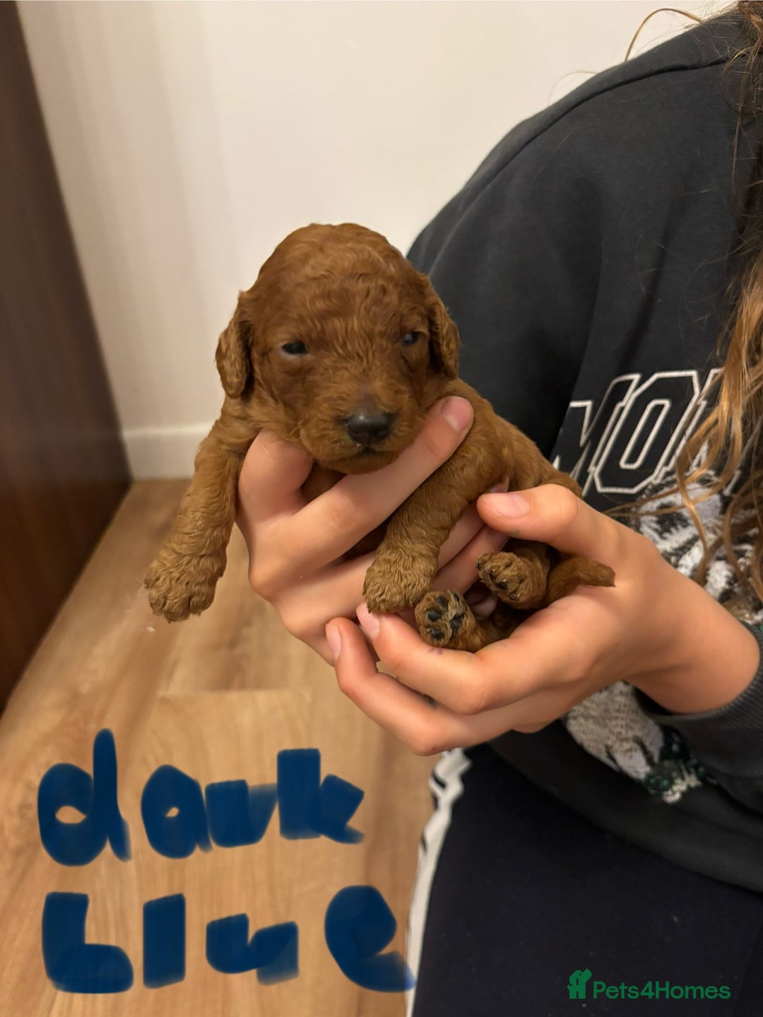 Cavapoo dogs for sale: Gorgeous F1B Cavapoo puppies - Image 12