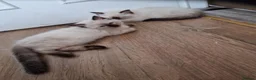 Ragdoll cats for sale: 5 ragdoll kittens are looking for homes. - Advert 4