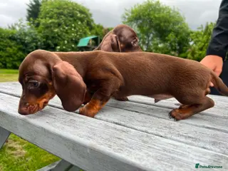 Miniature Dachshund dogs Reduced price -Mini Dachshund Puppies Chocolate - Advert 14