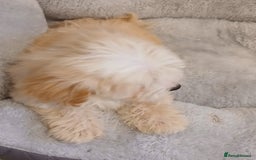 Maltipoo dogs for sale: Maltipoo puppies boy and girl available  - Image 40