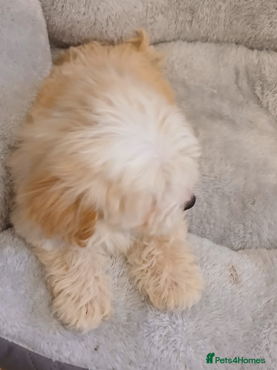Maltipoo dogs for sale: Maltipoo puppies boy and girl available  - Image 40
