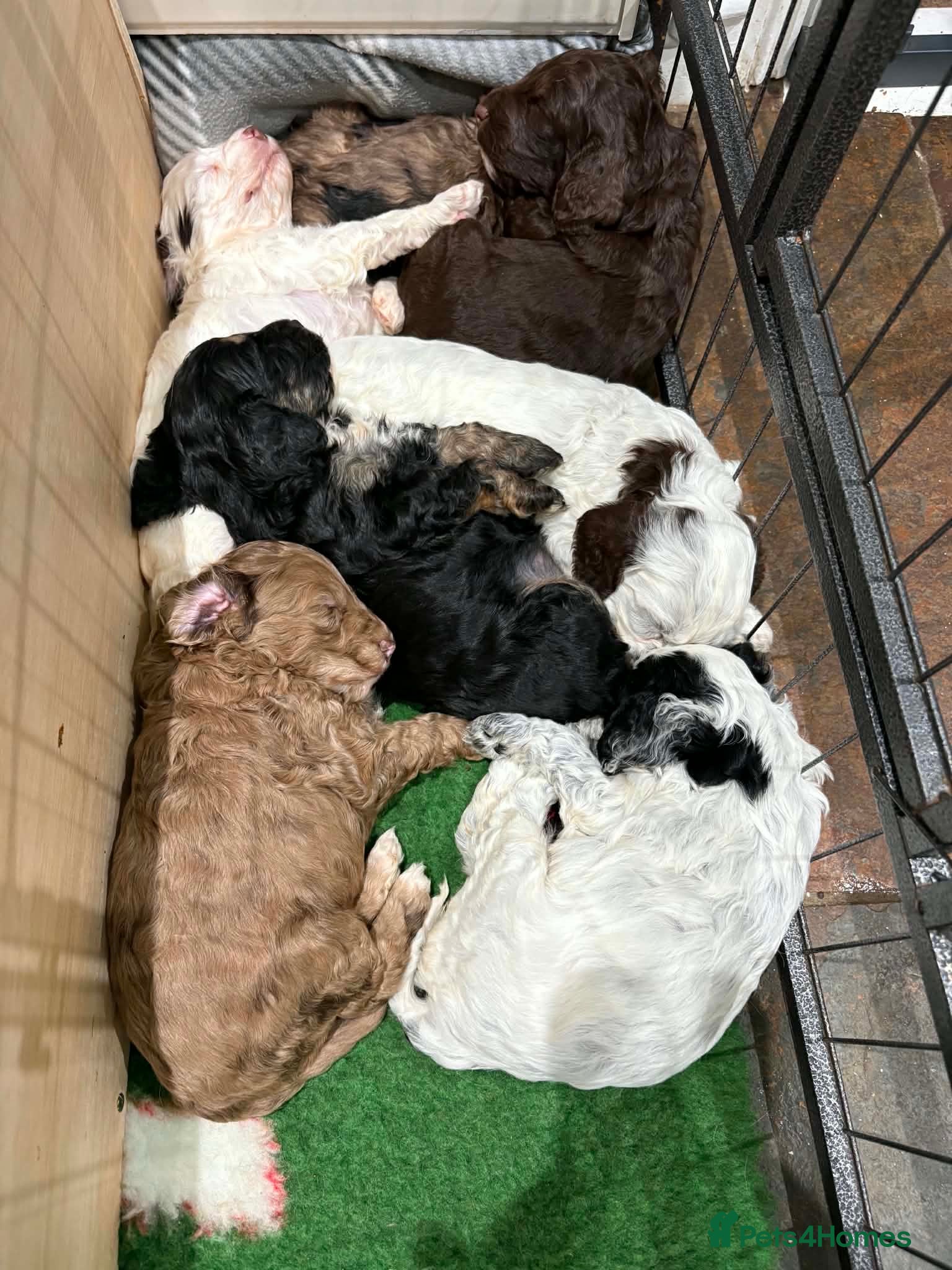 Cockapoo dogs Beautiful F1 Cockapoo Puppies! - Advert 1