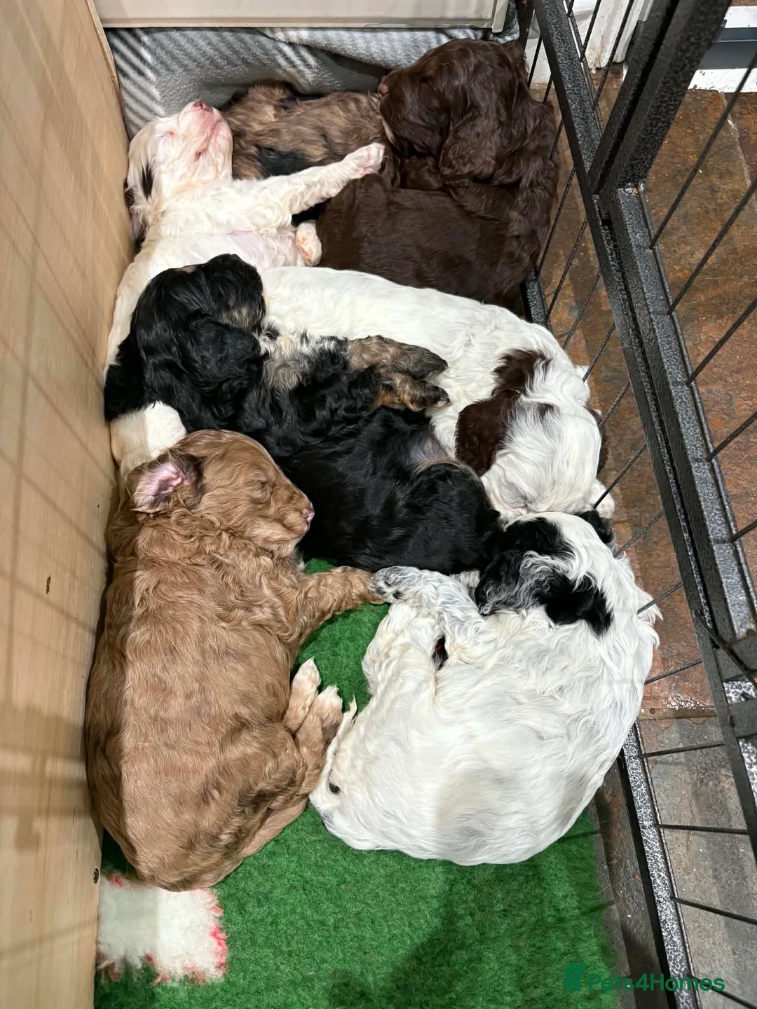 Cockapoo dogs for sale: Beautiful F1 Cockapoo Puppies! - Advert 1