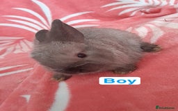 Mixed Breed rabbits for sale: Updated in 7 November bunnies - Advert 18