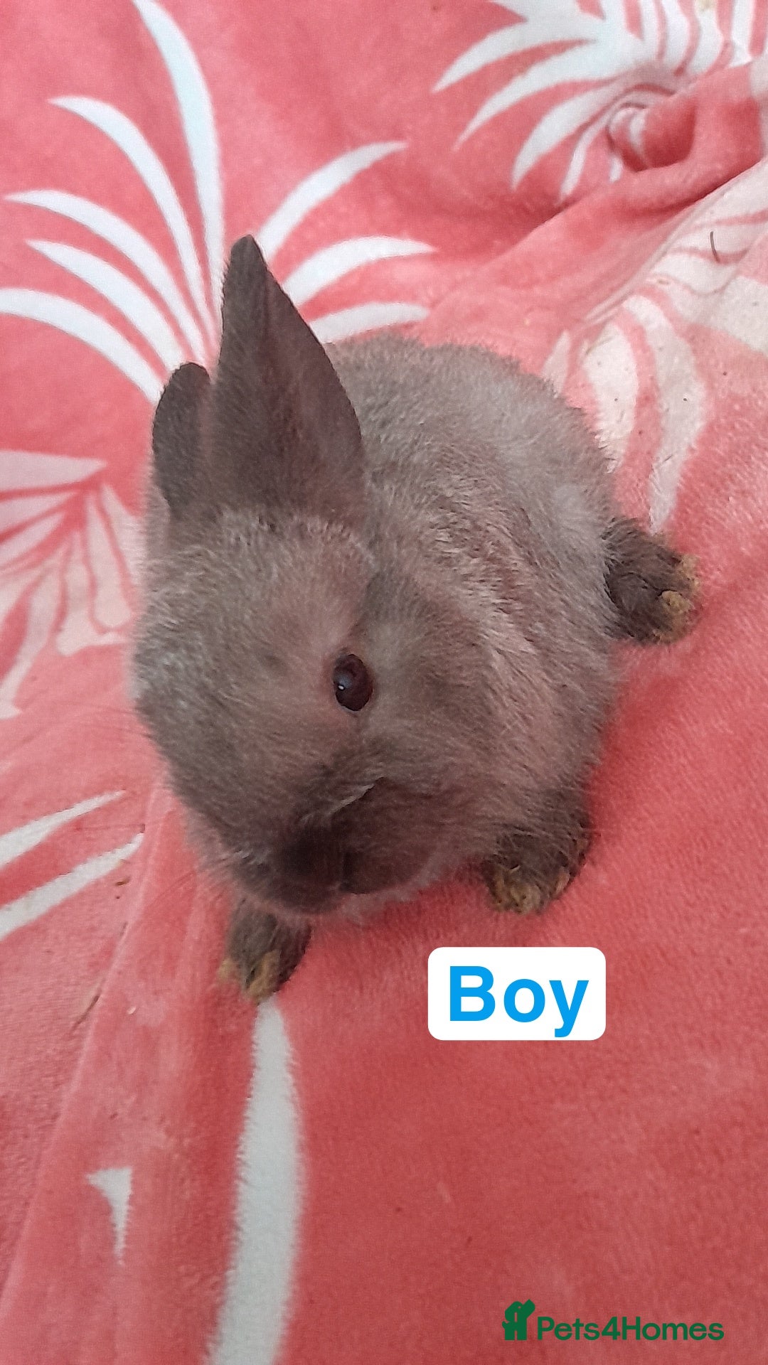 Mixed Breed rabbits for sale: Updated in 7 November bunnies - Advert 18