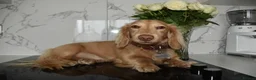 Miniature Dachshund dogs for stud: KC Registered Cream Long Haired Dachshund Stud - Advert 6