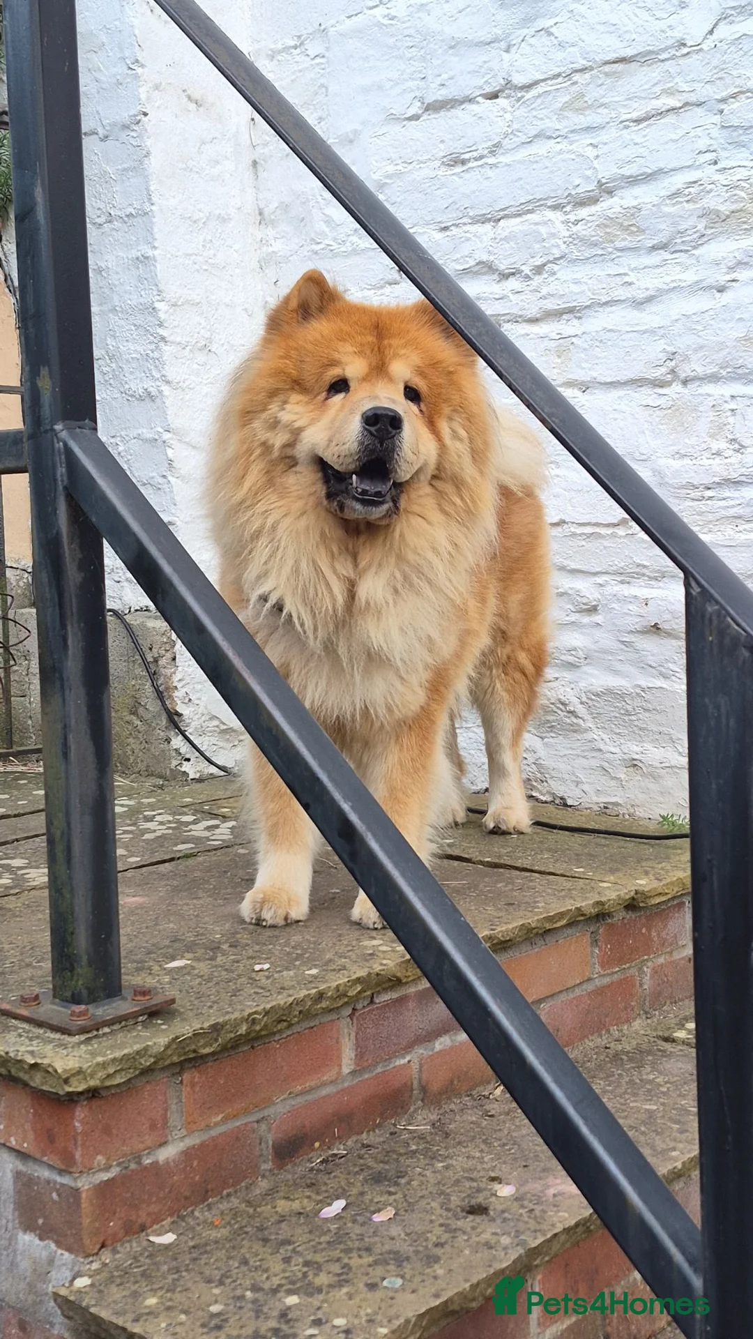 Chow Chow dogs for stud: Chow Chow Stud  - Advert 8