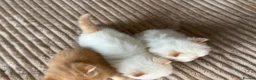 Exotic cats for sale: Stunning Exotic x Persian kittens - Advert 5