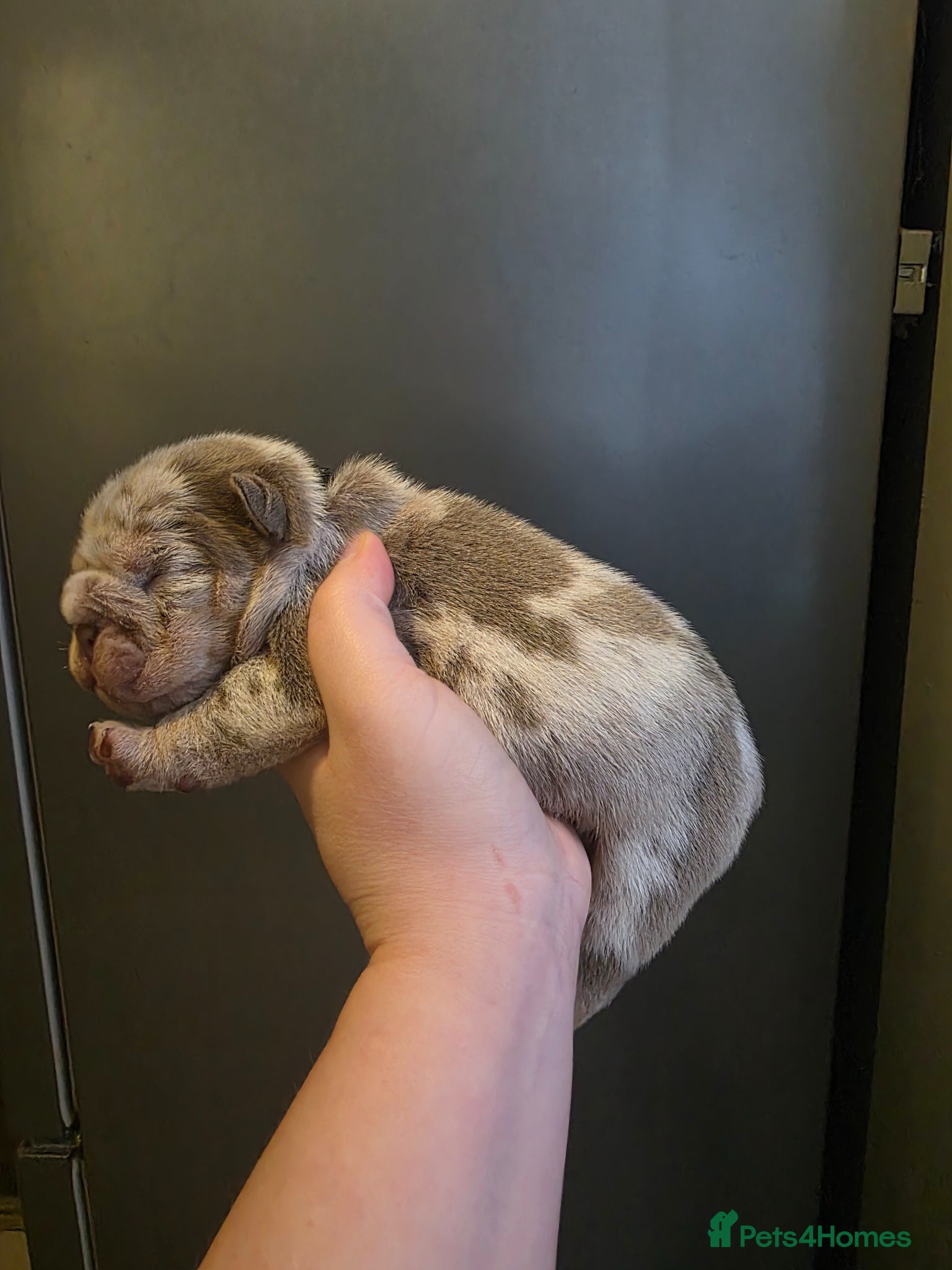 English Bulldog dogs Kc british bulldog pups - Advert 5