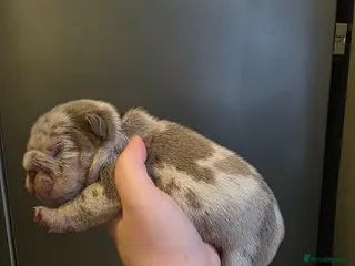 English Bulldog dogs Kc british bulldog pups - Advert 5