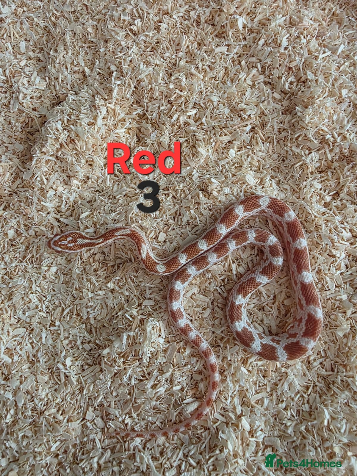 Corn Snake reptiles for sale: Various Cornsnakes avilable  - Advert 8