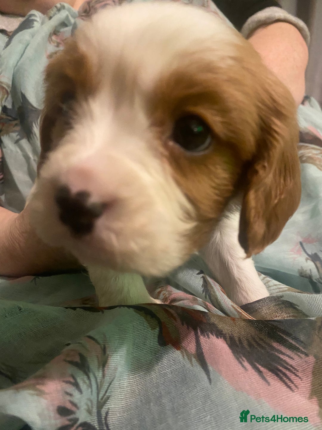 Cavalier King Charles Spaniel dogs for sale: Cavalier King Charles Spaniel Puppies - Advert 10