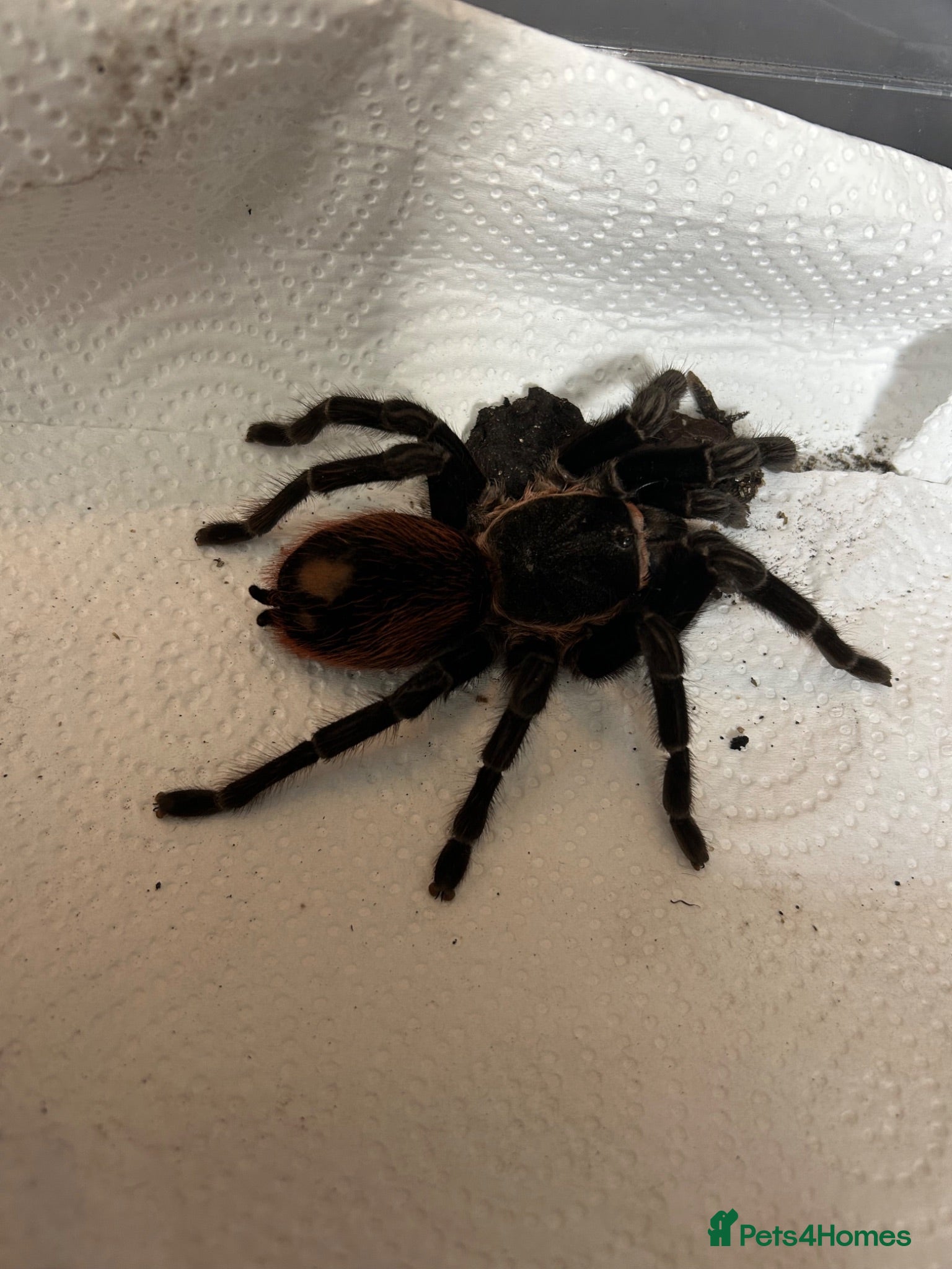 Tarantulas invertebrates 4 Female Tarantula  - Advert 8