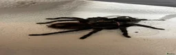Tarantulas invertebrates for sale: 4 Female Tarantula  - Advert 1
