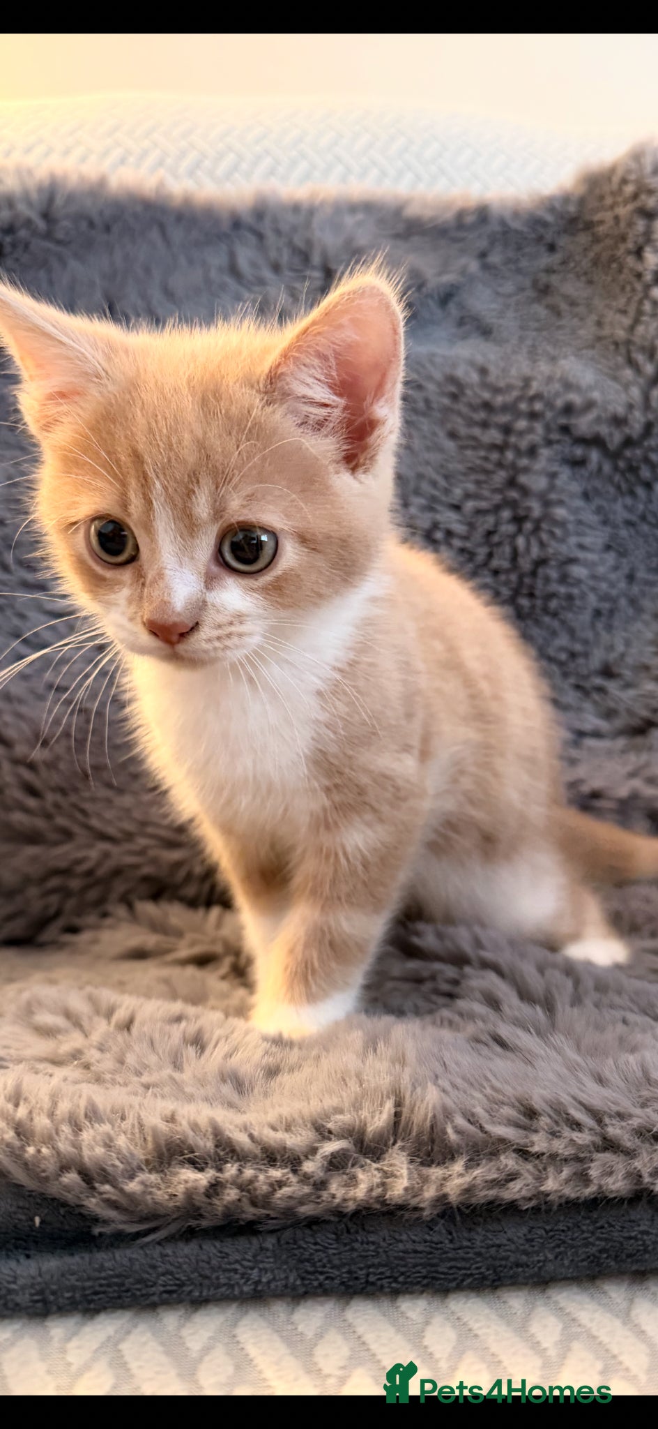 Maine Coon cats for sale: Maine Coon X British Shorthair  - Advert 6