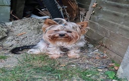 Yorkshire Terrier dogs for stud:  Beautiful boy ready for stud in Dagenham - Image 5