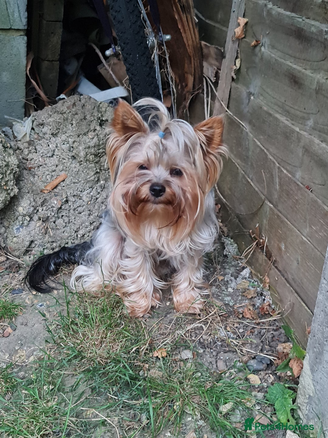Yorkshire Terrier dogs for stud:  Beautiful boy ready for stud in Dagenham - Image 5
