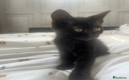 British Shorthair cats for sale: 🐾 Adorable 9-Week-Old Black Kittens 🐾 - Image 2