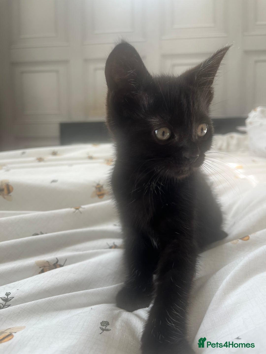 British Shorthair cats for sale: 🐾 Adorable 9-Week-Old Black Kittens 🐾 - Image 2