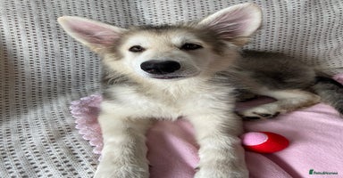 German Shepherd dogs - Advert 1