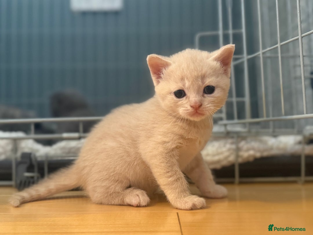 British Shorthair cats for sale: British shorthair cross Russian Blue - Image 4