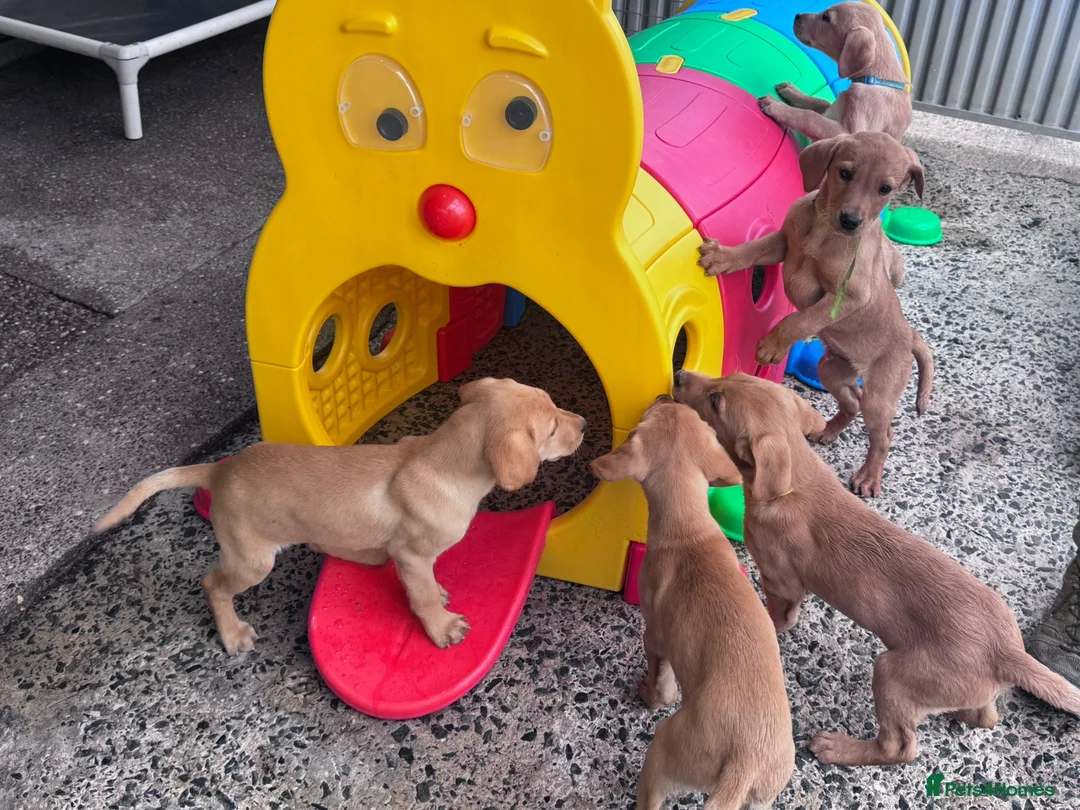 Labrador Retriever dogs for sale: Labrador puppies KC Fully health tested parents  - Advert 1