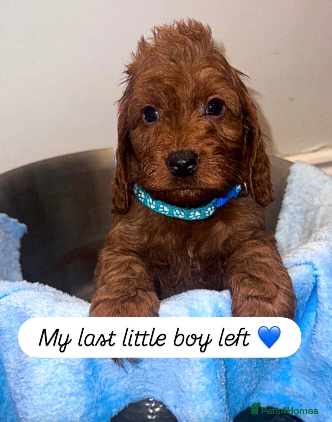 Cockapoo dogs for sale: FOX RED COCKAPOOS ⭐️⭐️ - Advert 1