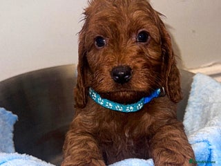 Cockapoo dogs FOX RED COCKAPOOS ⭐️⭐️ - Advert 2