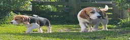 Beagle dogs for sale: Stunning Male Blanket Tri Beagle Puppy - Ready Now - Advert 12