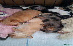 Chihuahua dogs for sale: Stunning Babies looking for forever 5* homes - Image 9