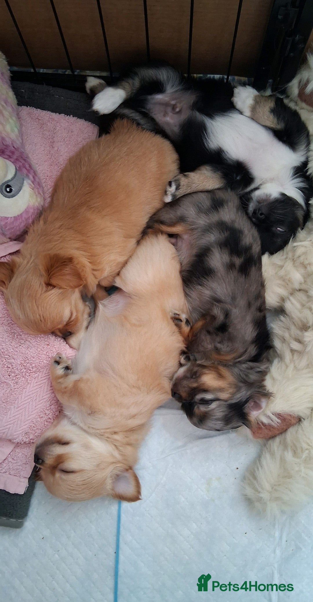 Chihuahua dogs for sale: Stunning Babies looking for forever 5* homes - Image 9