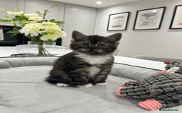Persian cats for sale: 🌟 2 Chinchilla Persian Boy Kittens 🌟 - Image 3