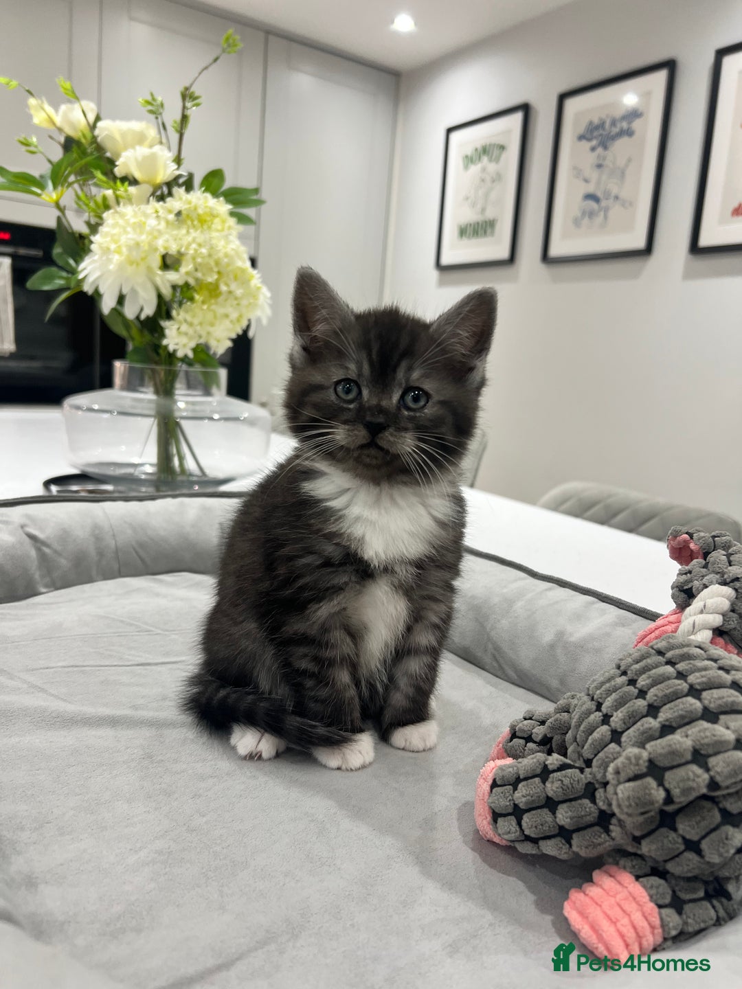 Persian cats for sale: 🌟 2 Chinchilla Persian Boy Kittens 🌟 - Image 3