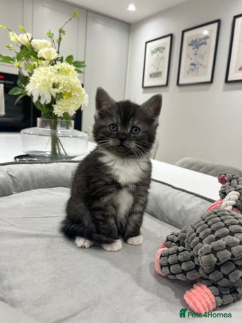 Persian cats - Advert 4