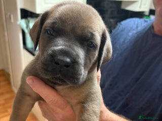 Boerboel dogs BEAUTIFUL NABBR REGISTERED PUPS - Advert 1