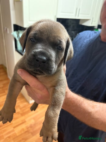 Boerboel dogs BEAUTIFUL NABBR REGISTERED PUPS - Advert 2