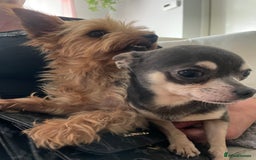 Chorkie dogs for sale: Chorkie Puppies For Sale - Image 14