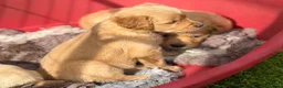 Golden Retriever dogs for sale: KC Golden Retriever Puppies - Advert 10