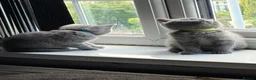 British Shorthair cats for sale: Pure British shorthair kittens - Advert 13
