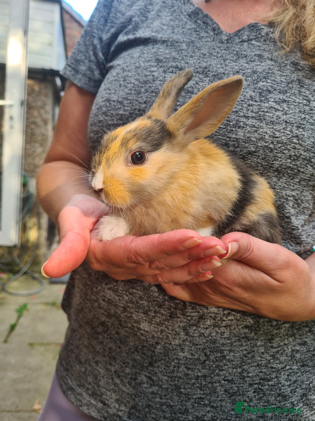 Lionhead rabbits for sale: Lionhead x Lop Baby Bunnies - Image 1