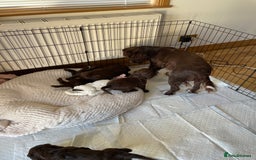 Cocker Spaniel dogs for sale: Adorable working cocker spaniel puppies  - Image 10