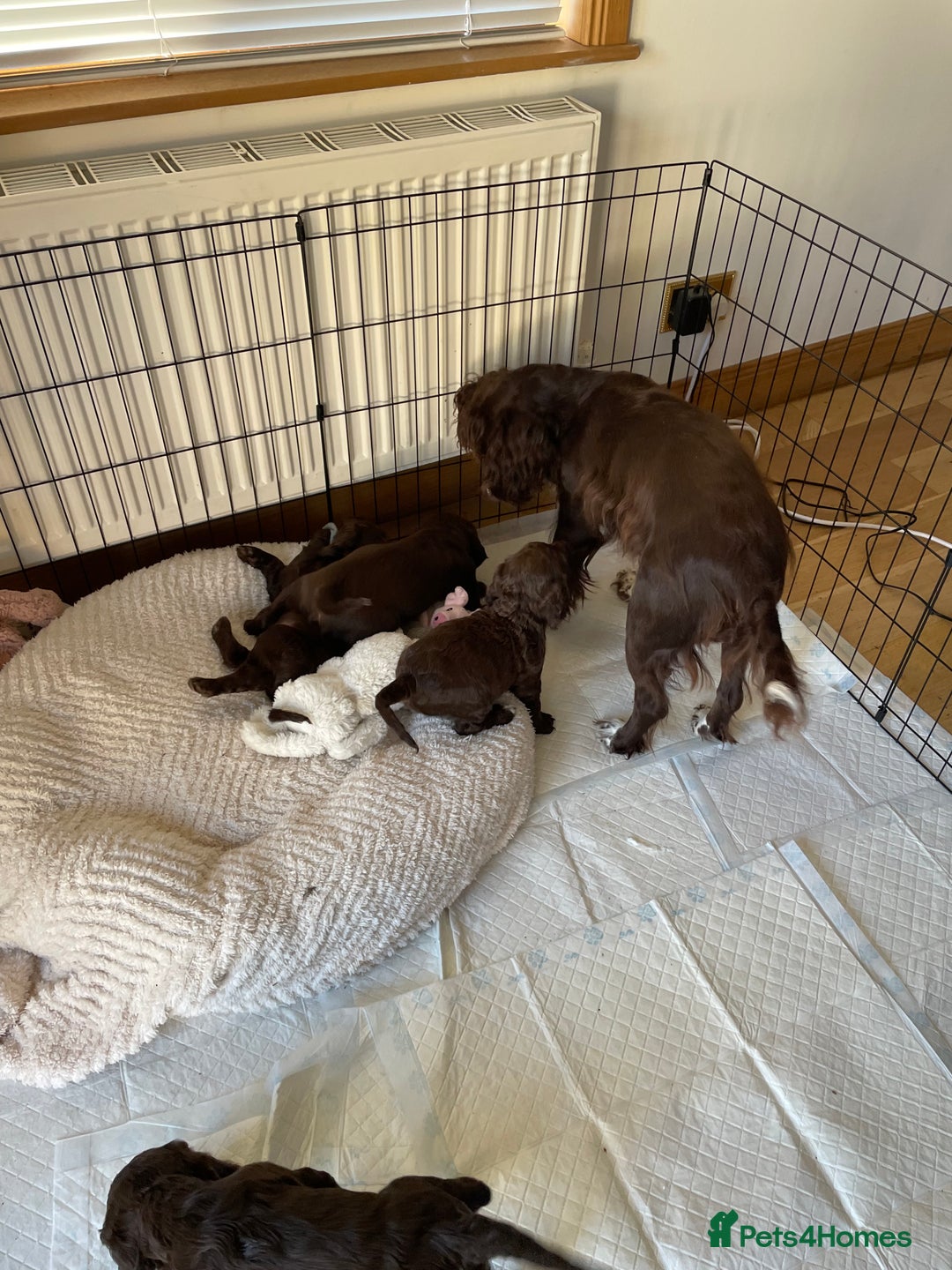 Cocker Spaniel dogs for sale: Adorable working cocker spaniel puppies  - Image 10