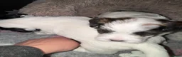 Mixed Breed dogs for sale: Sealyham terrier cross breed  - Advert 12