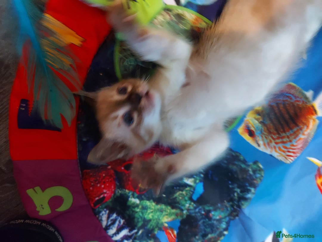 Bengal cats for sale: Snow Lynx Bengal Kittens - Advert 11