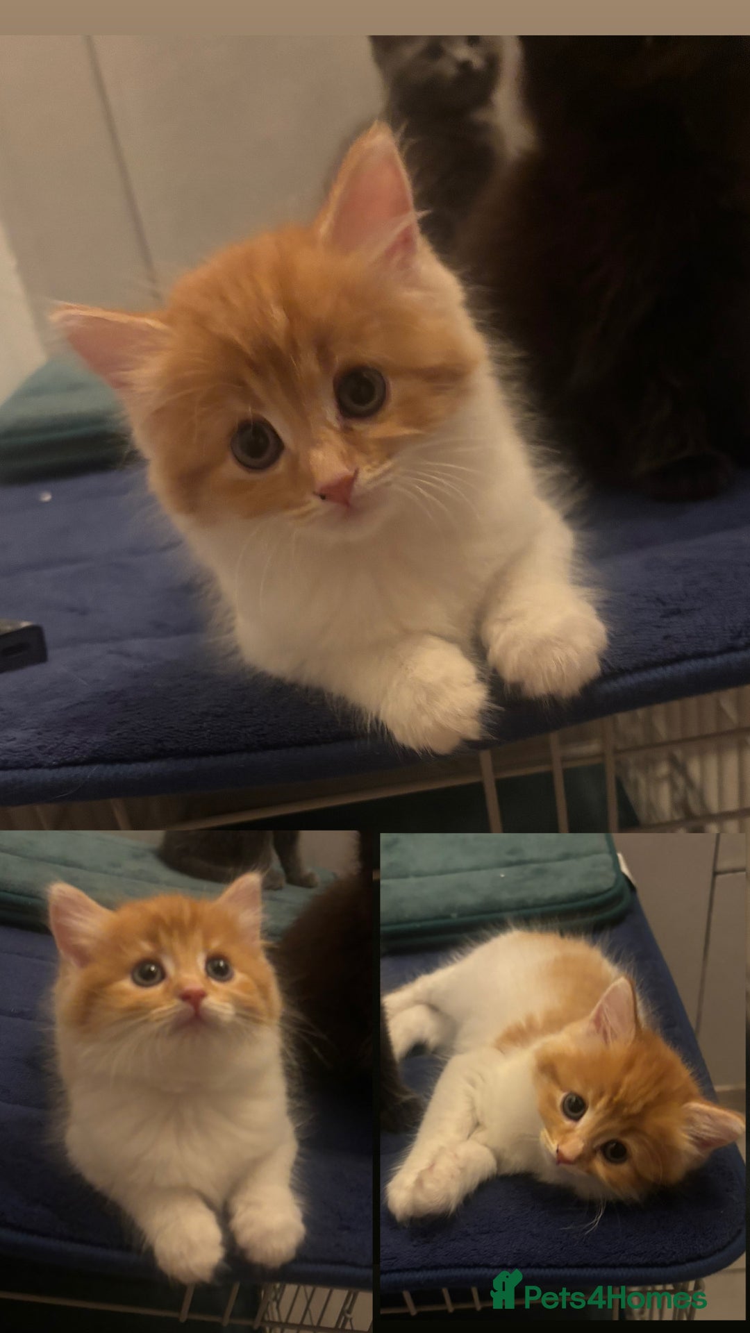 Mixed Breed cats for sale: Ginger and white girl kitten - Image 6